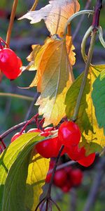 Plantes,Feuilles