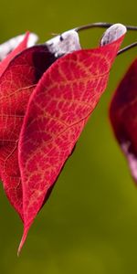 Plantes,Feuilles