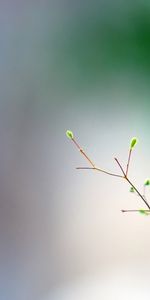 Plantes,Feuilles