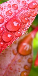 Plantes,Feuilles