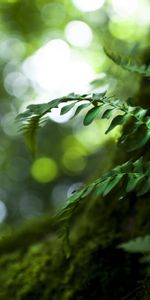 Plants,Leaves