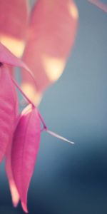 Plantes,Feuilles