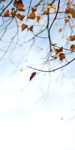 Plantes,Feuilles