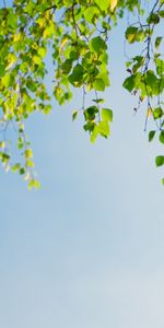 Plants,Leaves