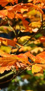 Plantes,Feuilles