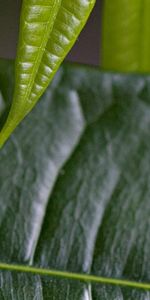 Feuilles,Plantes