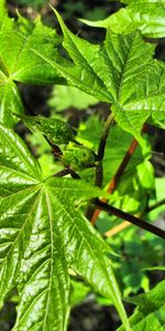 Feuilles,Plantes