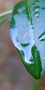 Plants,Leaves