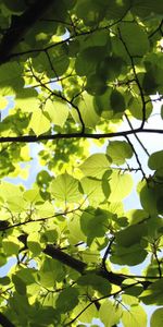 Plantes,Feuilles