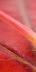 Feuilles,Plantes