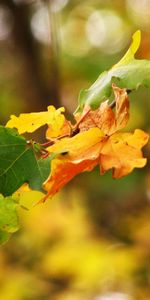 Plants,Leaves