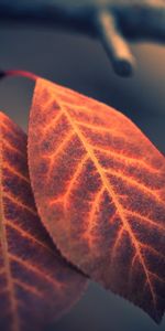 Feuilles,Plantes,Photo Artistique