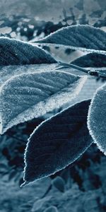 Plantas,Hojas,Fotografía Artística