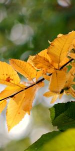 Plantas,Hojas,Otoño