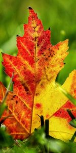 Plants,Leaves,Autumn