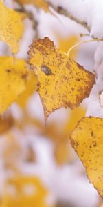 Plants,Leaves,Autumn