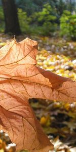 Plantas,Otoño,Hojas