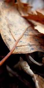 Plantas,Hojas,Otoño