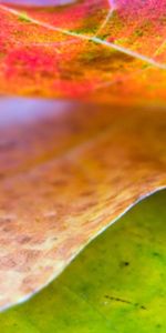 Plants,Leaves,Autumn