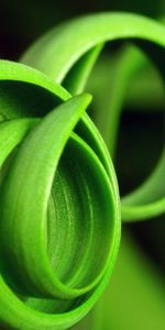 Plants,Leaves,Background