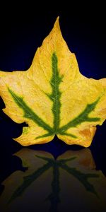 Plants,Leaves,Background