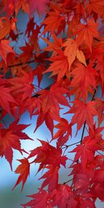 Plants,Leaves,Background