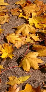 Plants,Leaves,Background