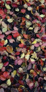 Plants,Leaves,Background