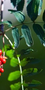 Plants,Leaves,Berries