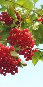 Plants,Leaves,Berries