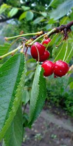 Plantas,Cereza,Hojas