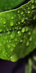 Plants,Leaves,Drops