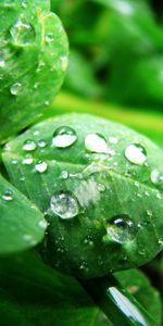 Plants,Leaves,Drops