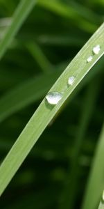 Plants,Leaves,Drops