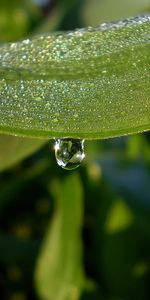 Plants,Leaves,Drops