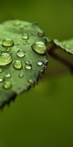 Plants,Leaves,Drops