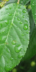 Plants,Leaves,Drops