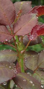 Plants,Leaves,Drops