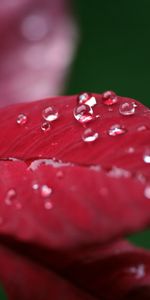 Plants,Leaves,Drops