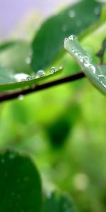 Plants,Leaves,Drops