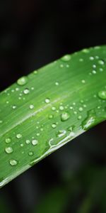 Plantes,Drops,Feuilles