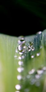 Feuilles,Drops,Plantes