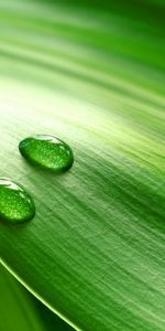 Plants,Leaves,Drops,Background