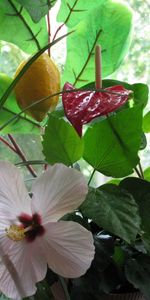 Plants,Leaves,Flowers