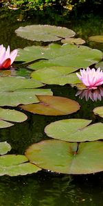 Plants,Leaves,Flowers