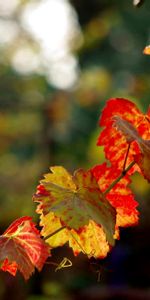 Plants,Leaves,Grapes