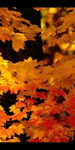 Plants,Leaves,Landscape,Autumn