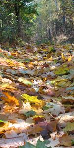 Plants,Leaves,Landscape,Autumn