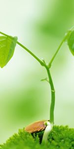 Feuilles,Plantes,Champignons