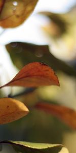 Plants,Leaves,Objects